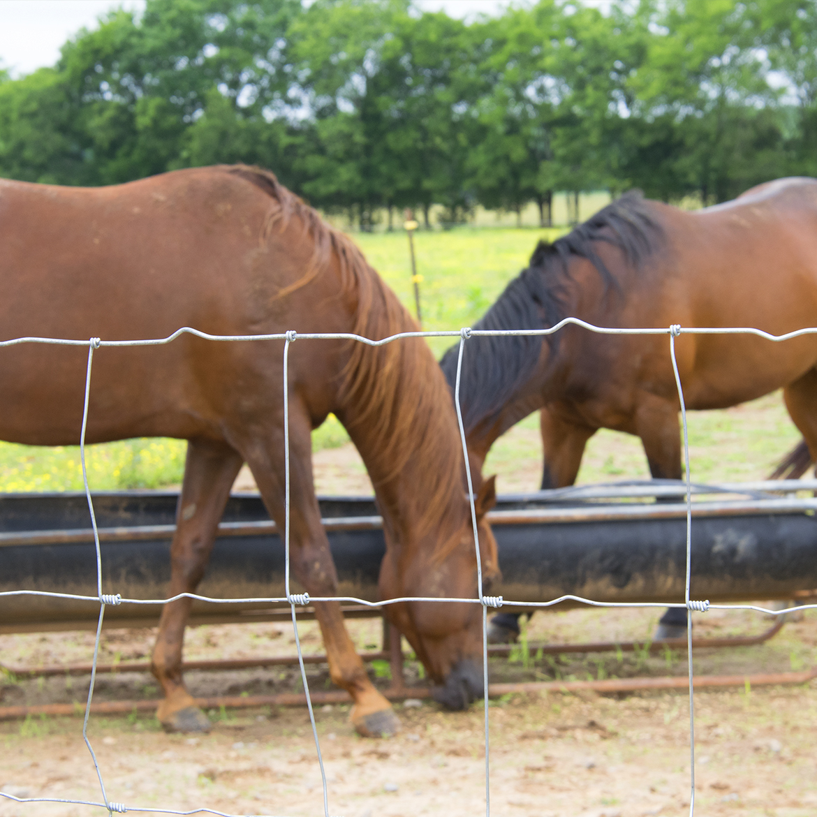 Horse Fence