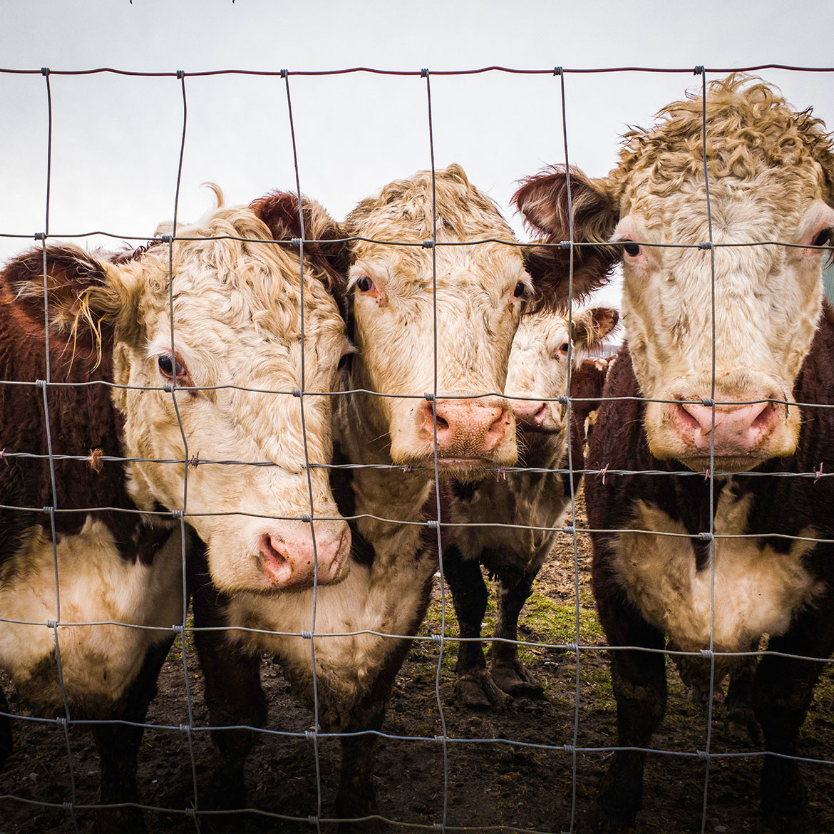 Field Fence