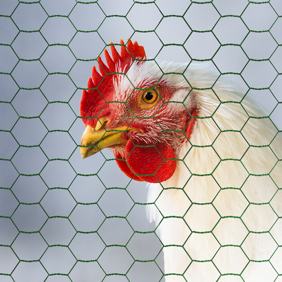 Poultry Netting