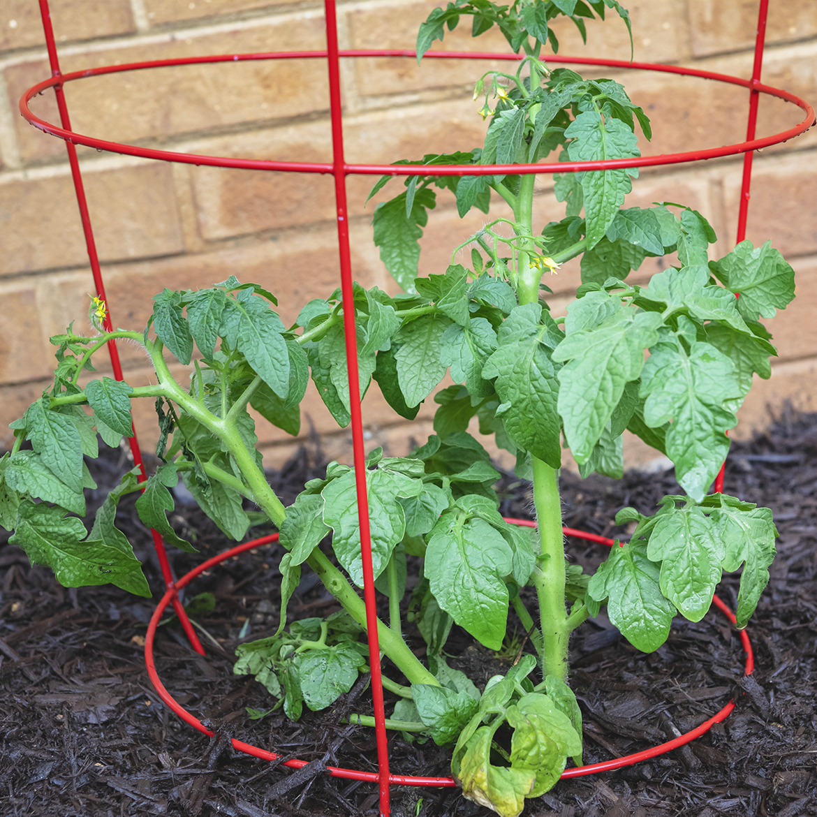 Tomato Cages